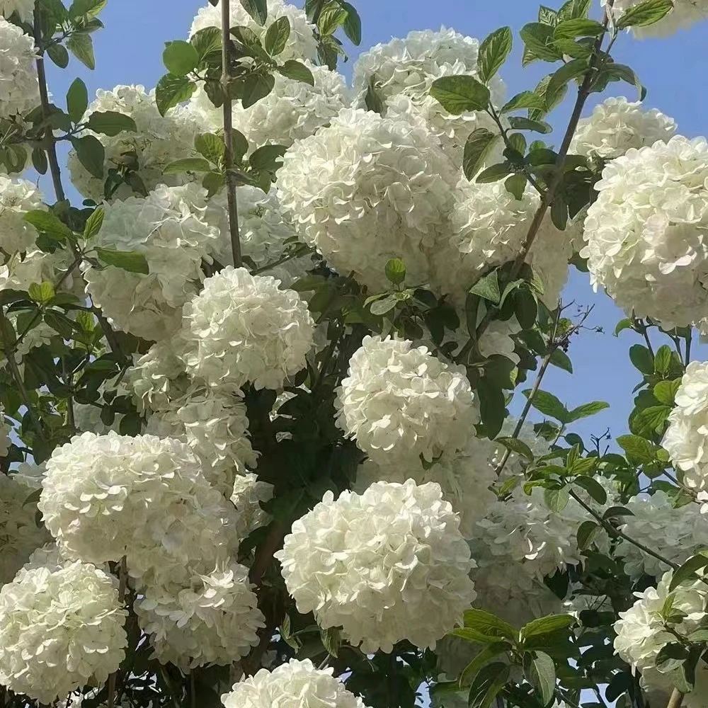 中华木绣球斗球庭院植物别墅花园盆栽耐寒风景树扦插小苗