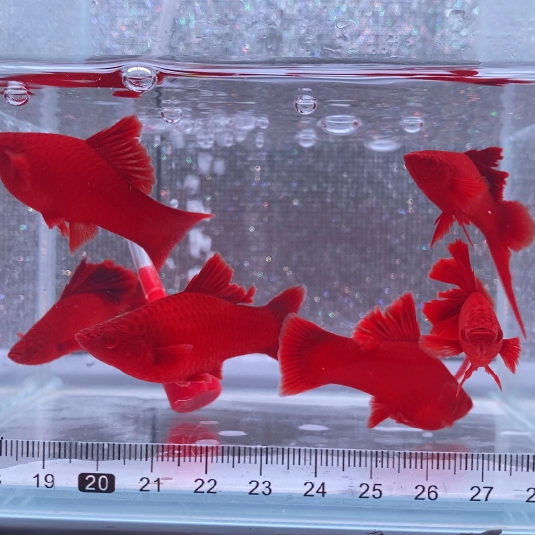 红剑鱼高鳍红剑成鱼3公3母