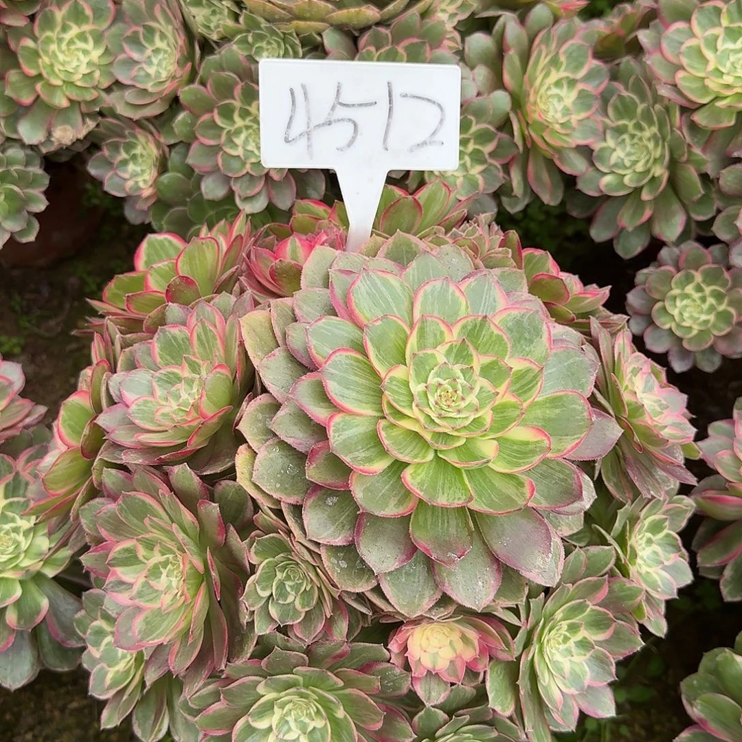 4512莲花座多肉法师