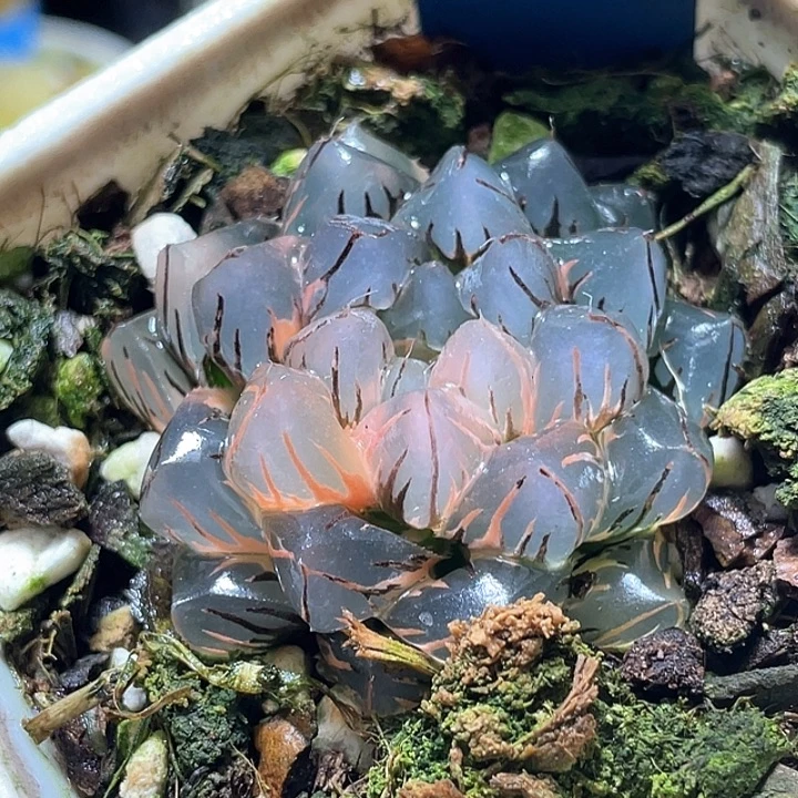 699水中月锦特选福利