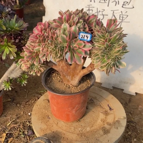 粉女巫缀一物一拍