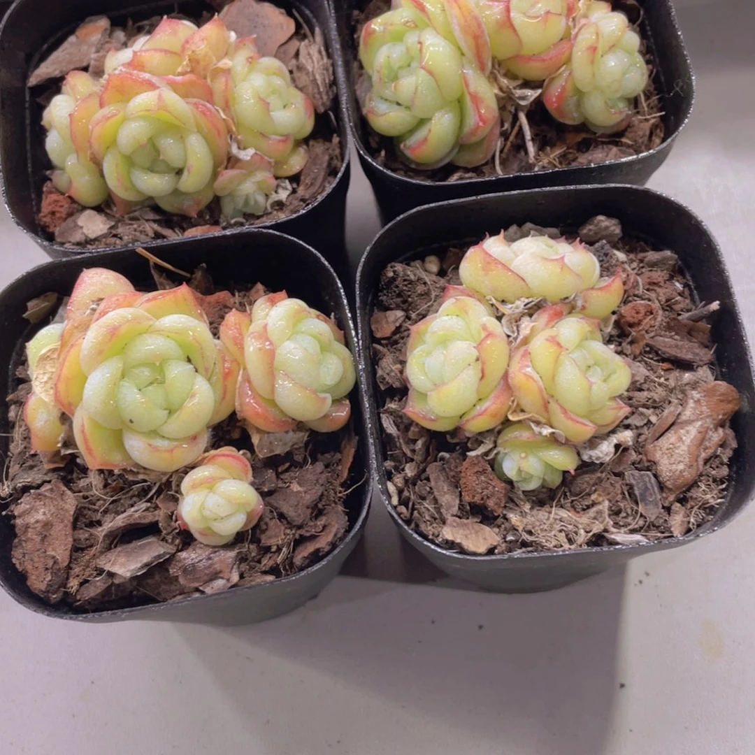 884号 全状态胖虎多头群一个