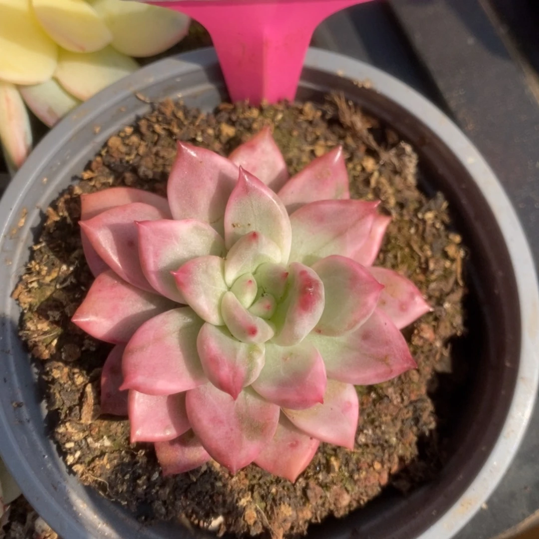 343鹰嘴红锦锦锦锦锦锦