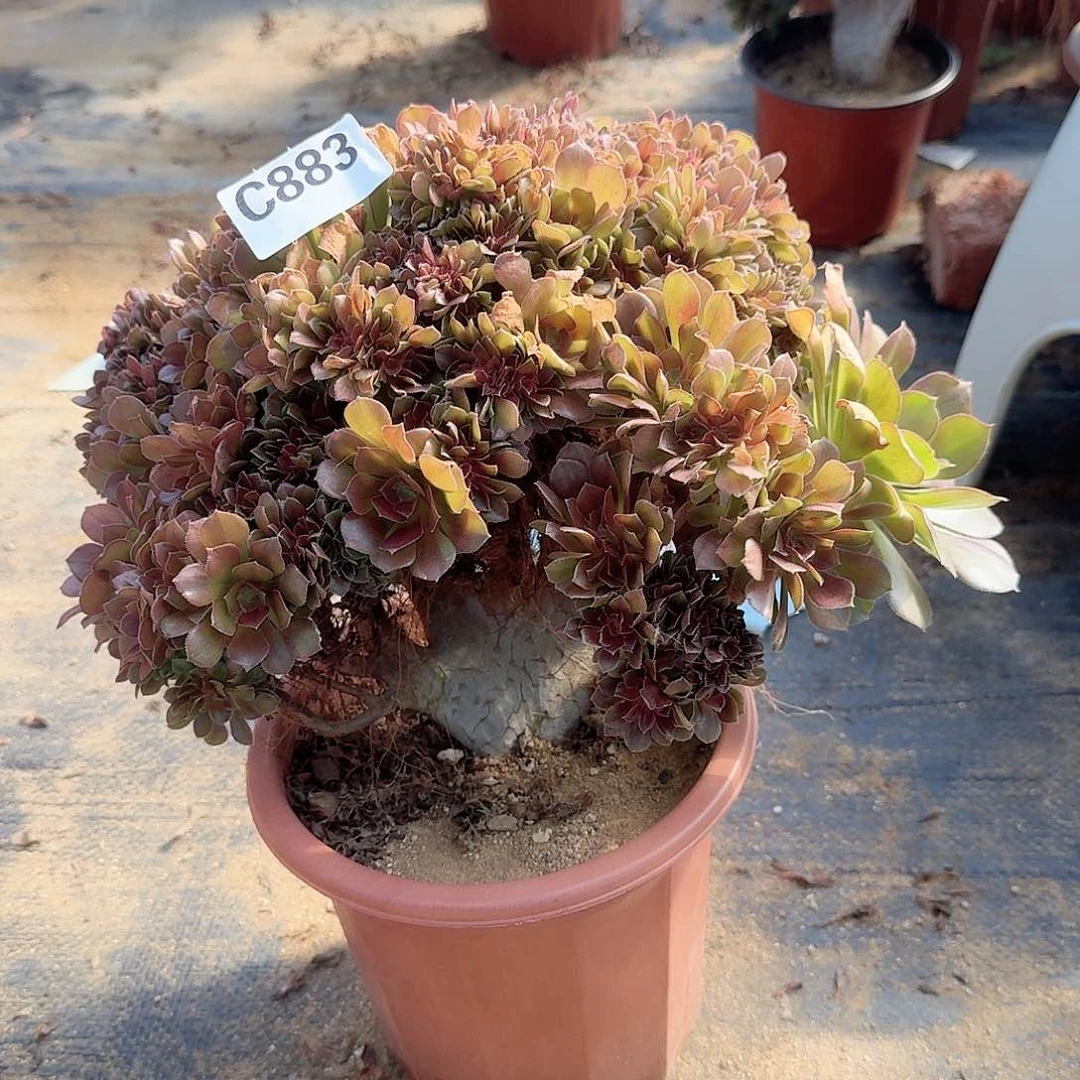 883玫瑰朵朵weixia，颗呀呀