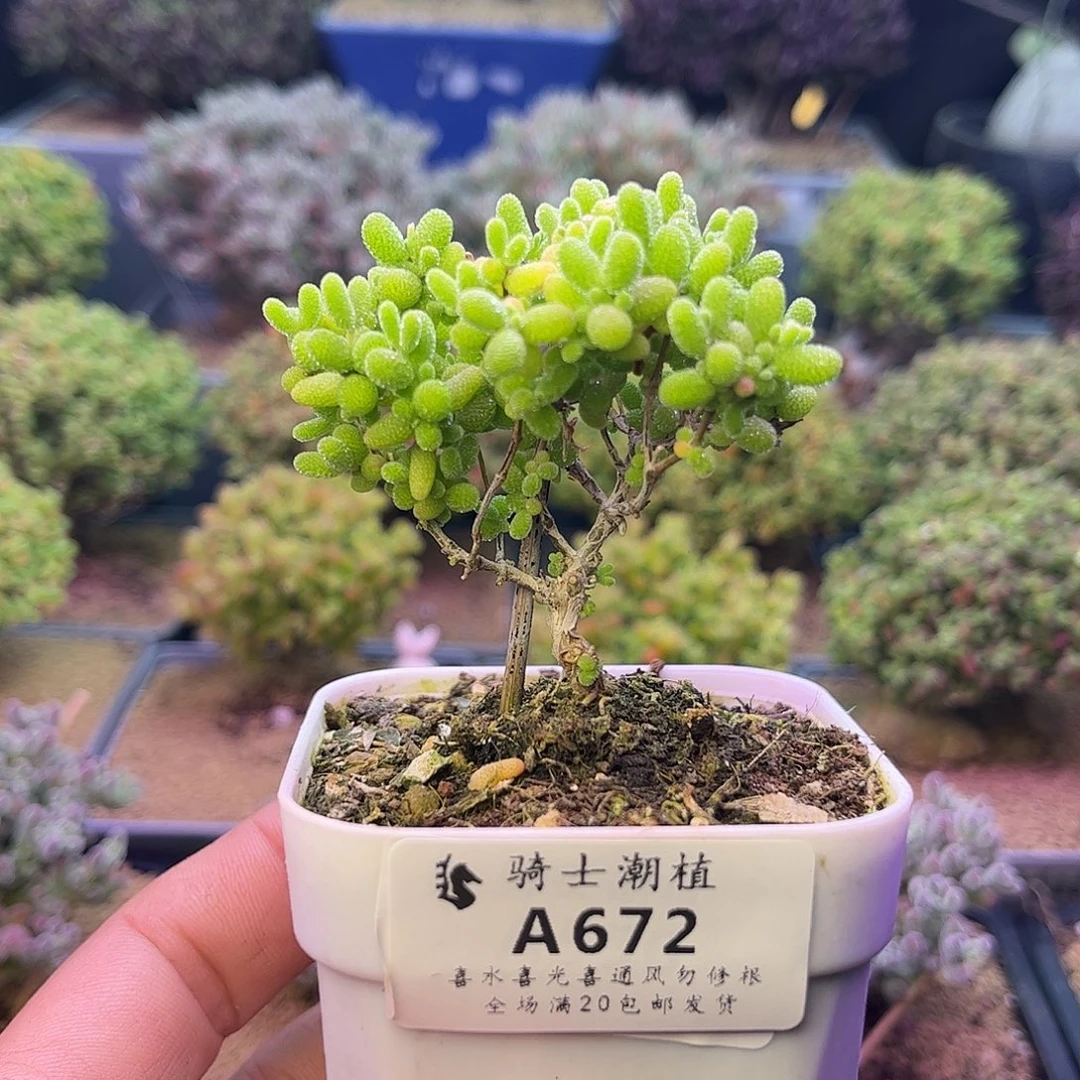 672蜜橘糖球枝干番杏