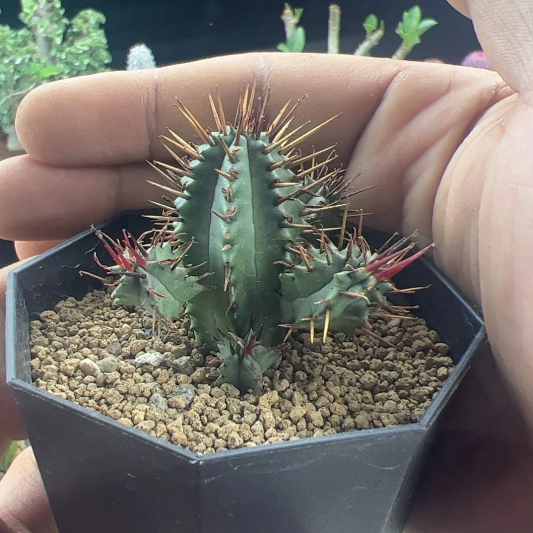 红刺麒麟一物一拍脱土发