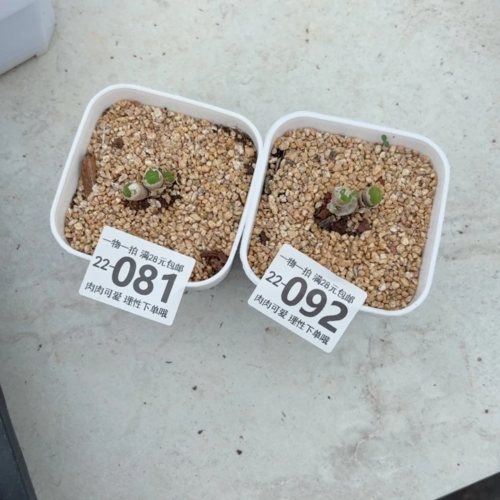 三***牛碧光环多肉多肉植物多肉