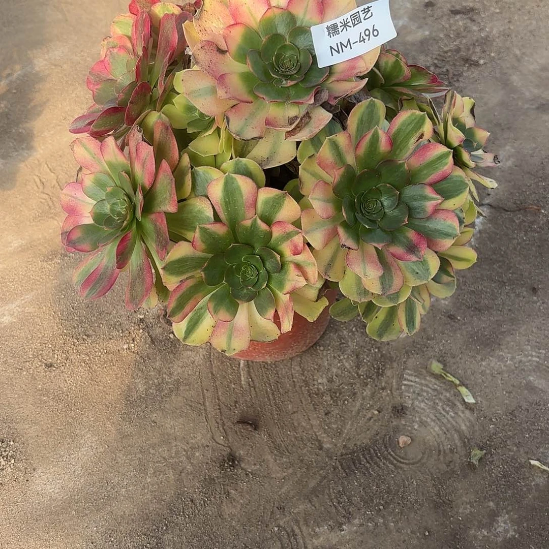 雨荷多肉植物大颗496