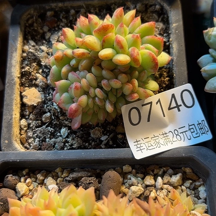 幸运的是我还没到幸运
