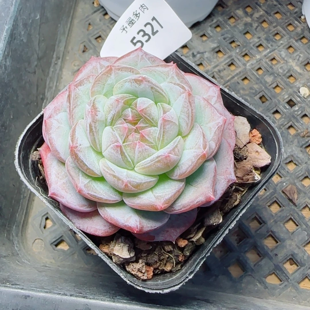 薰衣草，5321多肉植物