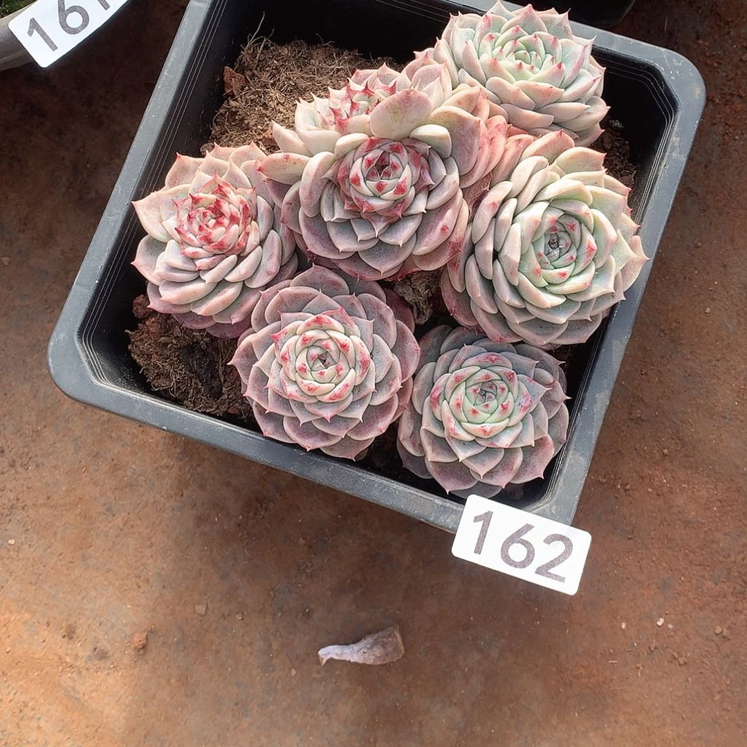 162 一物一拍多肉！