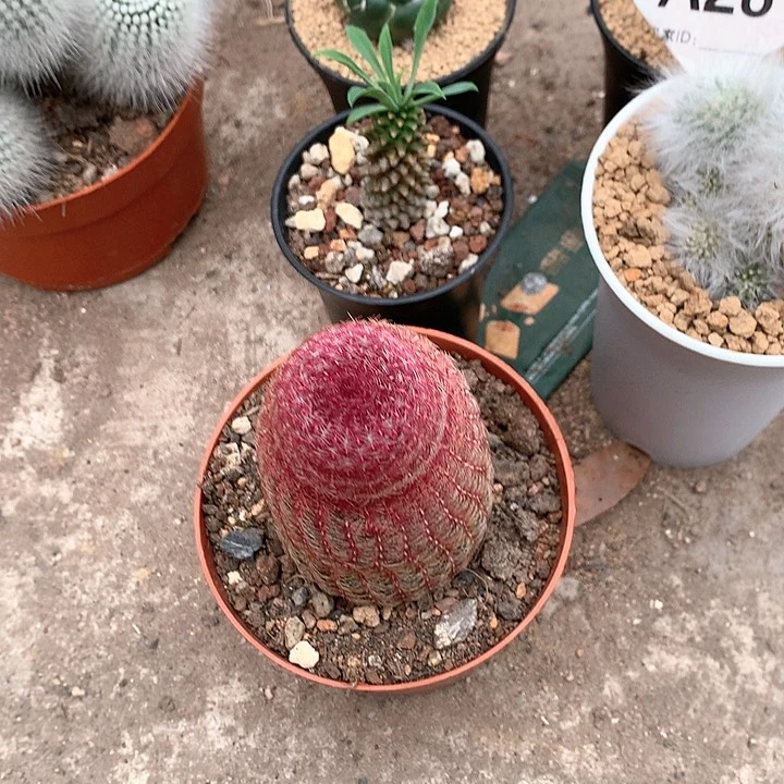 城*禾3333333333333