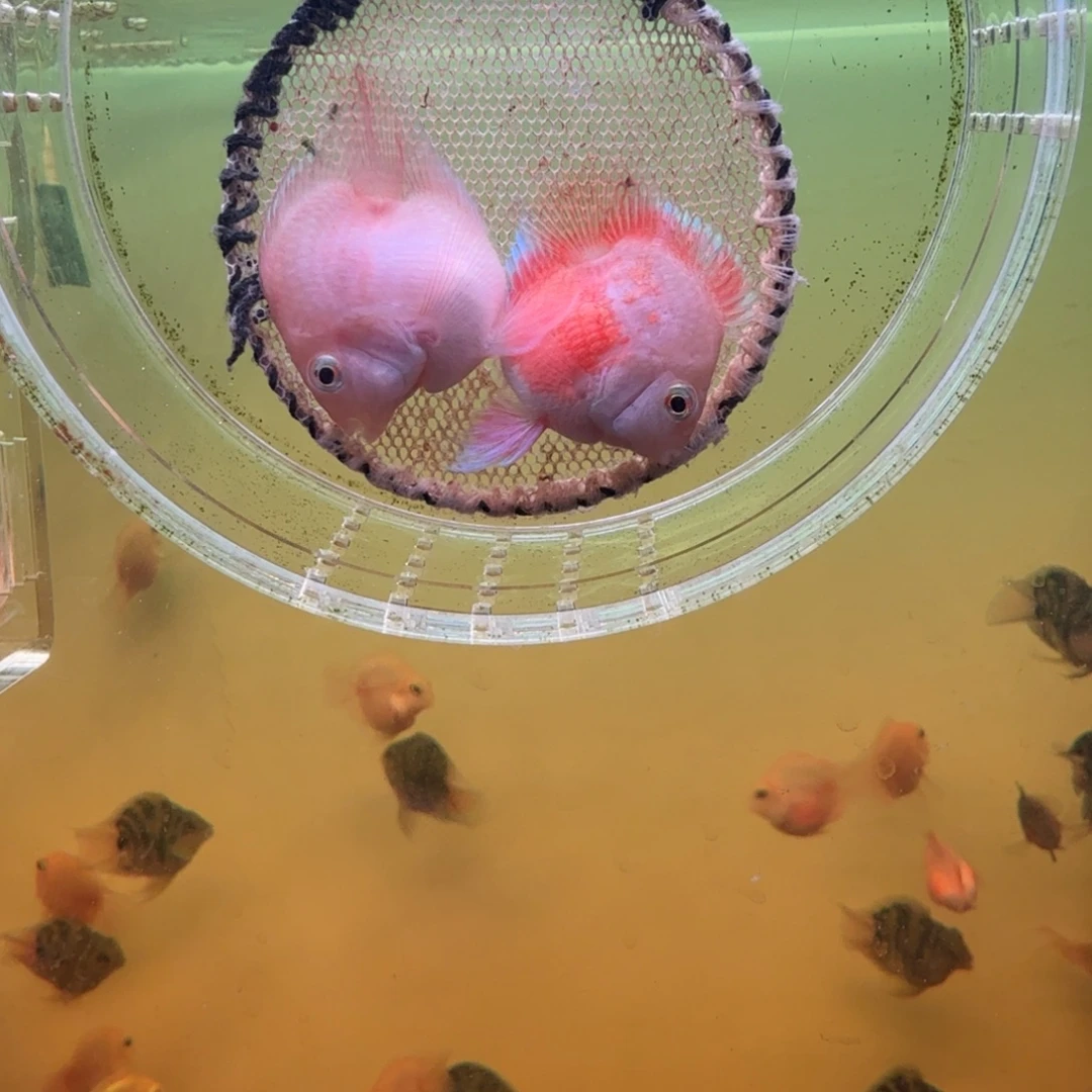 鹦鹉鱼胭脂粉一对