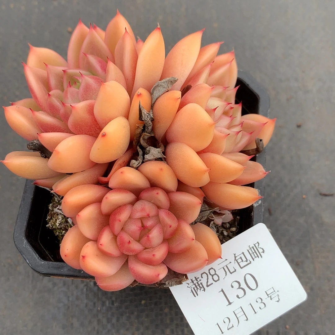 【闪购商品】云130号