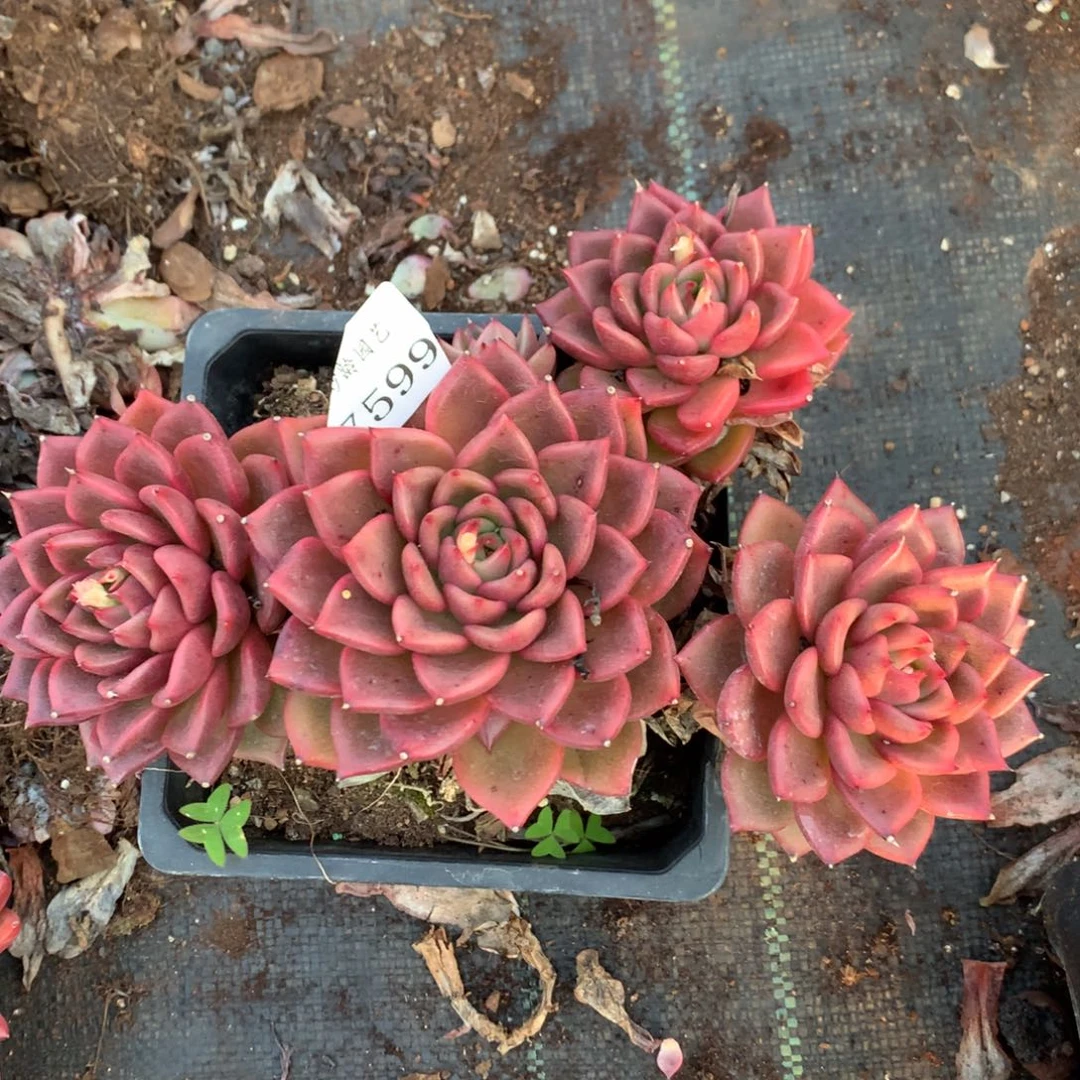 7599不包掉头价杂交多肉老桩