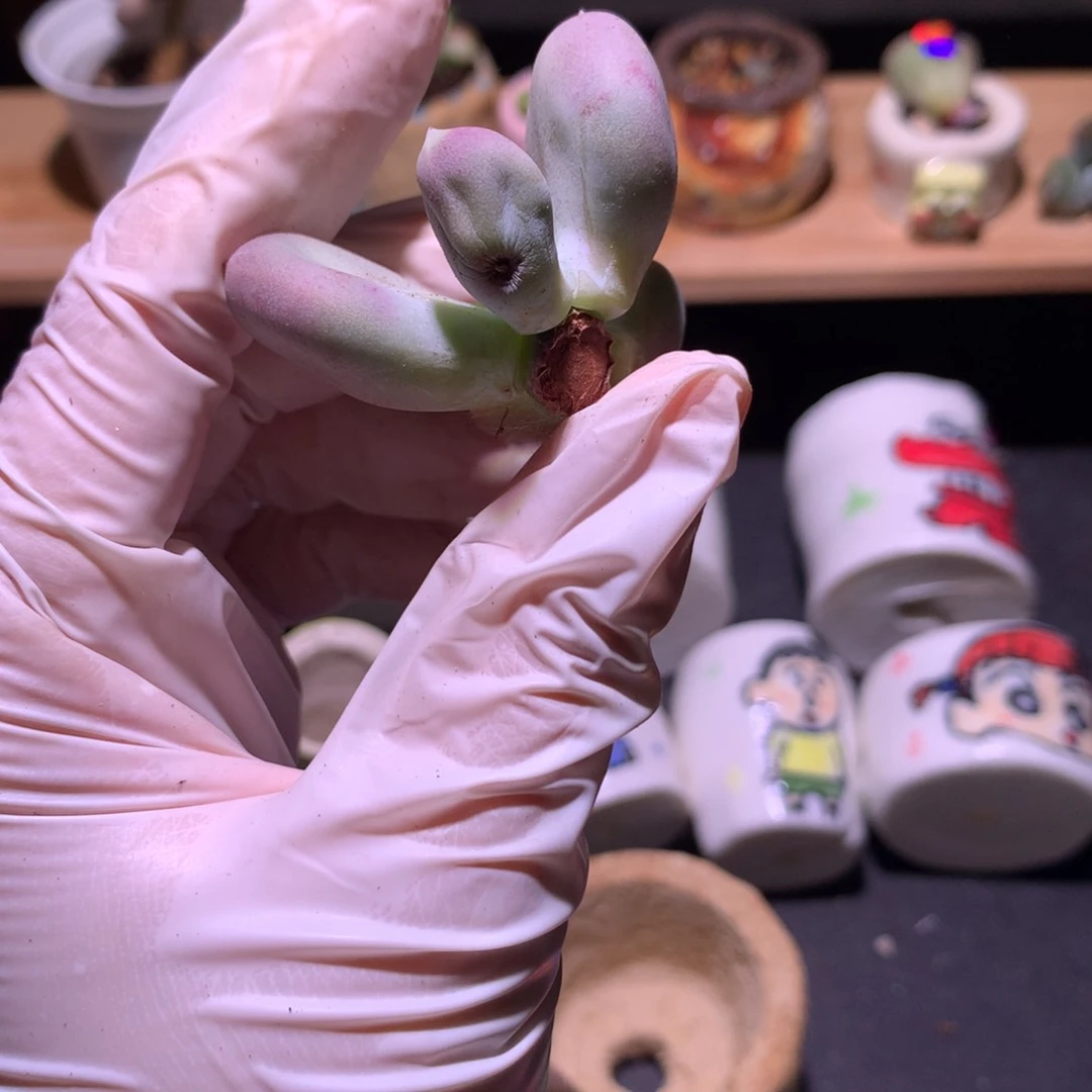 小屁桃小屁桃嚯哈哈哈哈哈