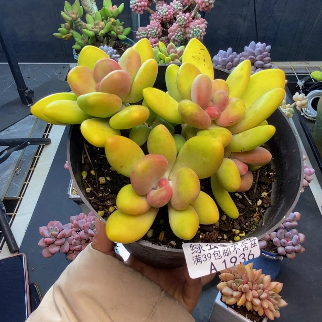 936芒果奶多肉11c m