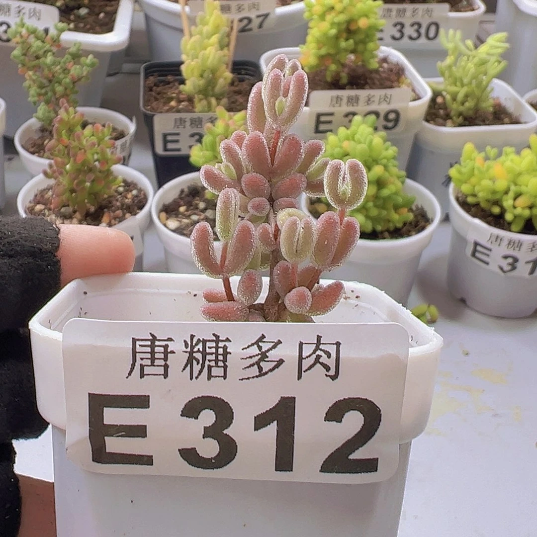 红叶枝干番杏312