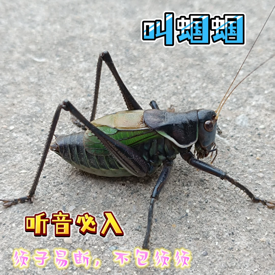 新脱活体鸣叫蝈蝈适合家养宠物大个
