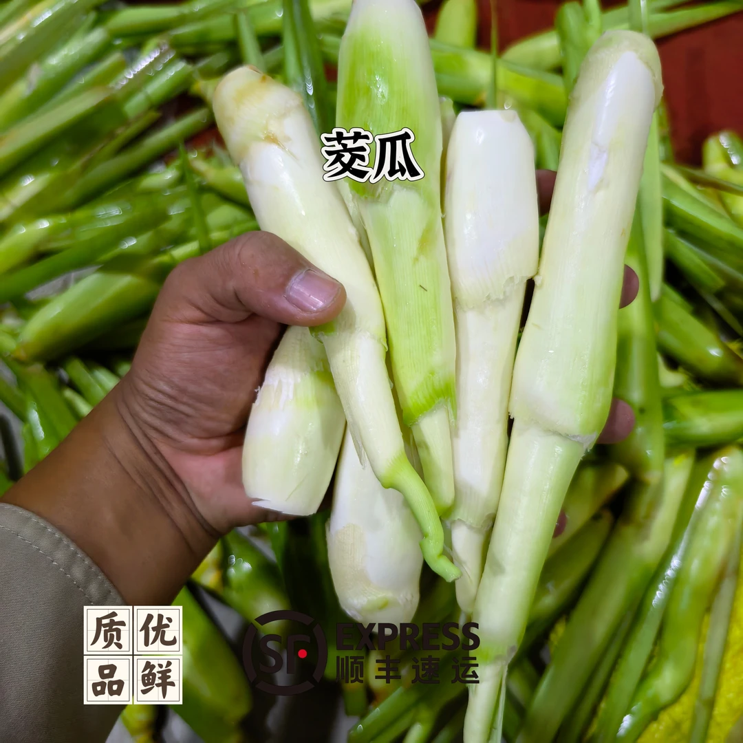 [茭白]安徽芜湖江北河塘现采茭瓜手剥茭白去皮茭白