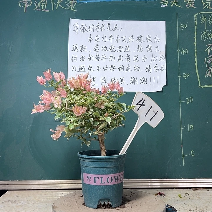 全部花苞  少女心  411