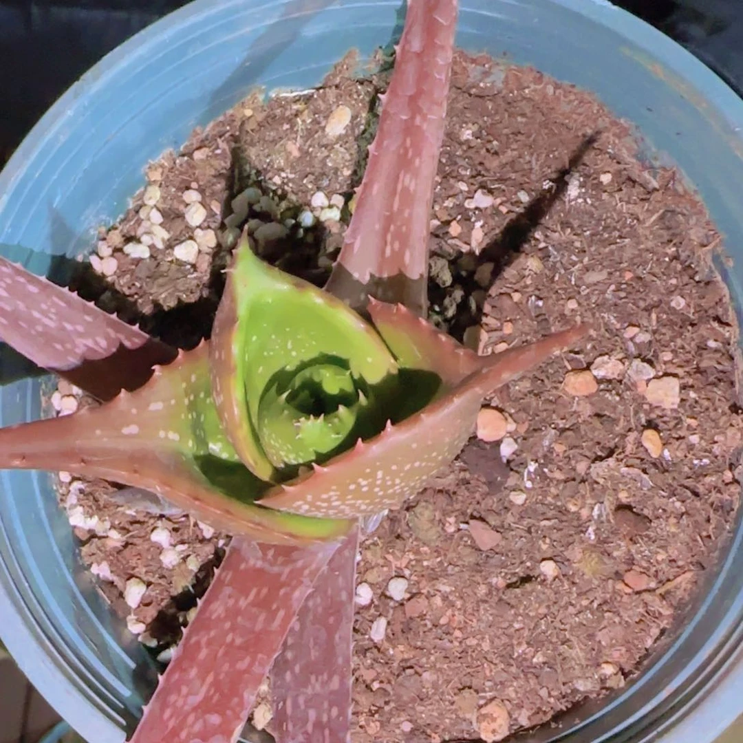 块根植物块根植物块根植物