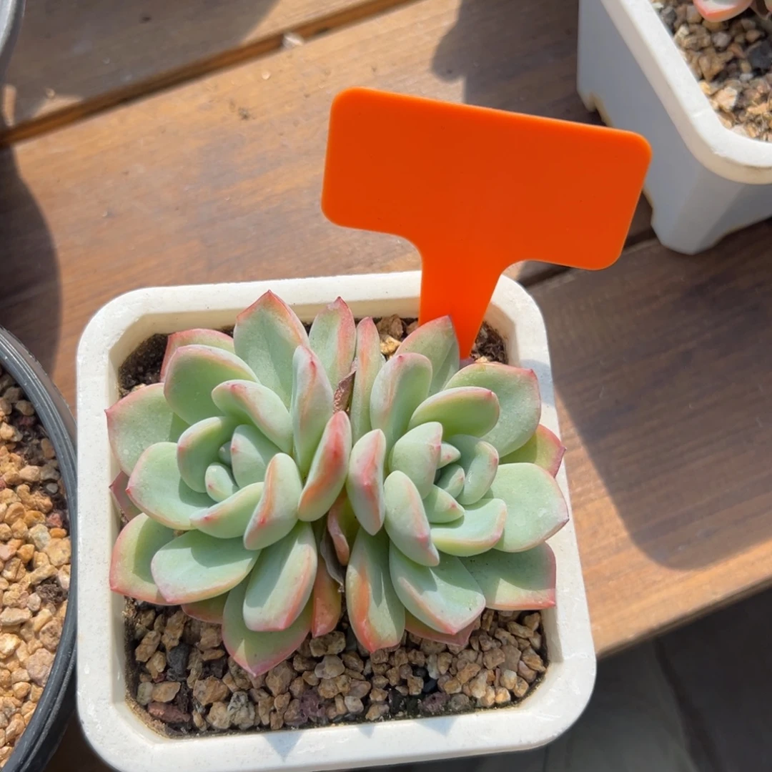 泡芙特价1111111111