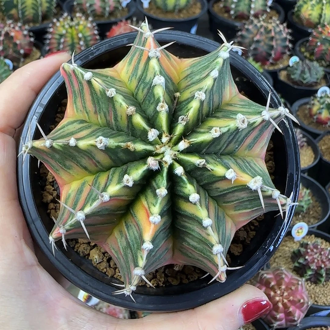 肋骨锦，福利价直接拍