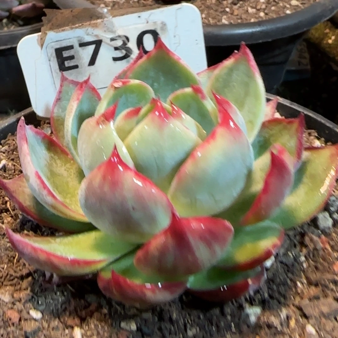 惊鸿一物一拍包装收缩花旱730