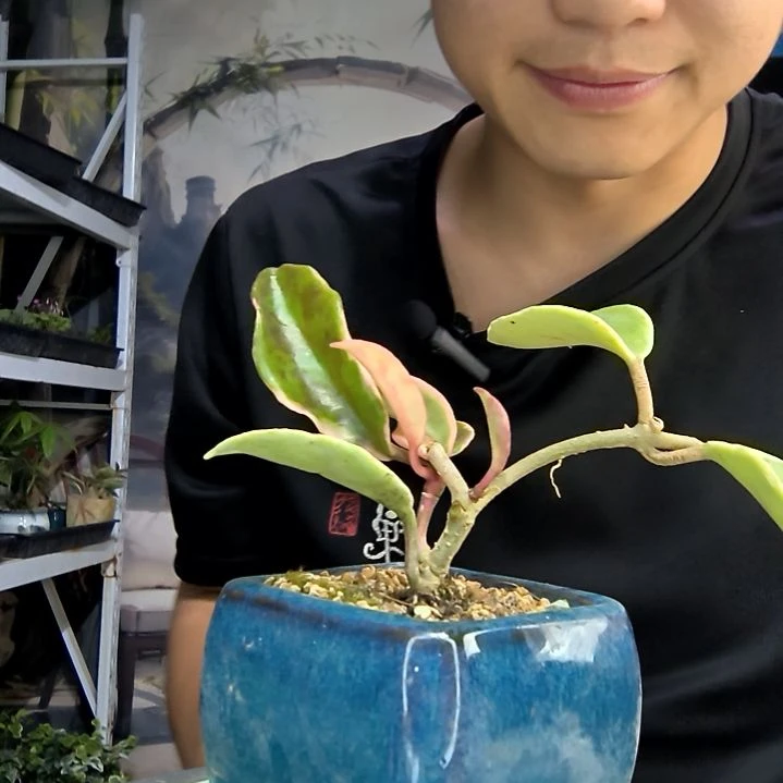 微***?中青园艺一物一拍270