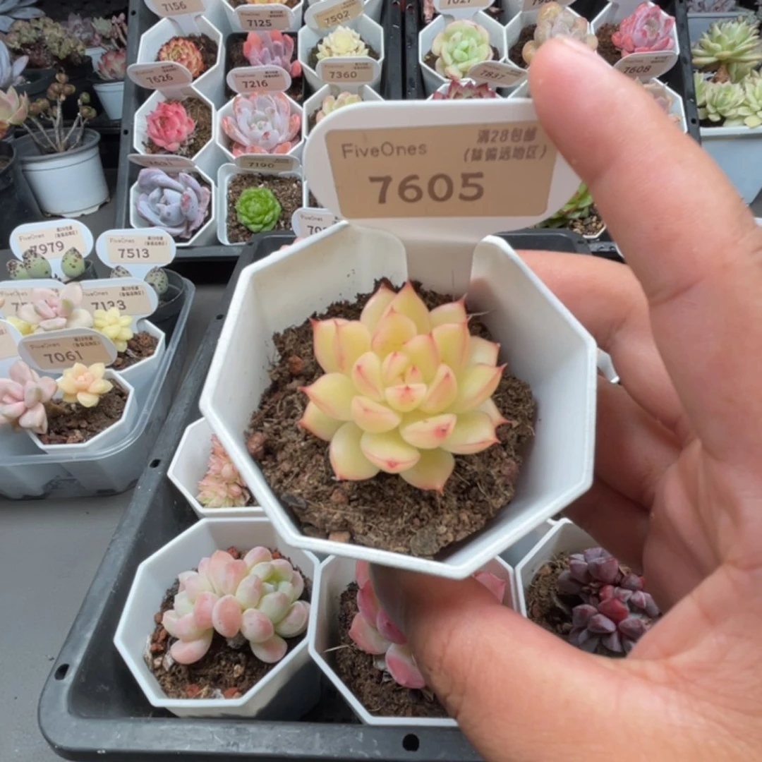 7605闪光4.5厘米