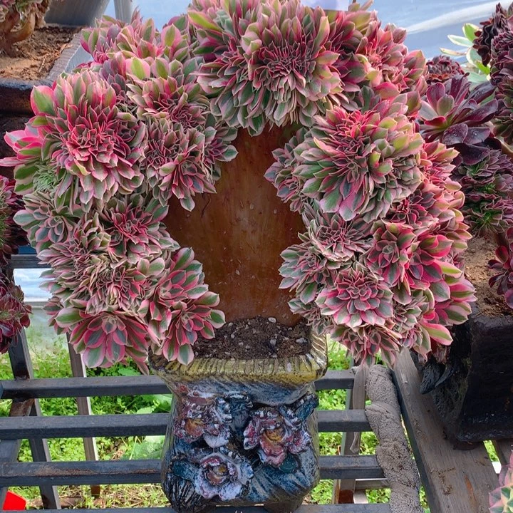 ?****༽550粉女巫精品法师缀化