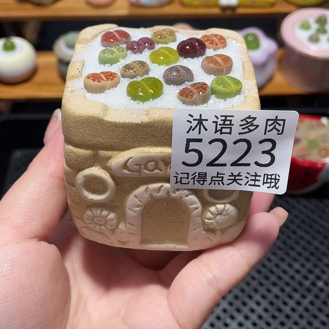 带盆土植物 一物一拍5223