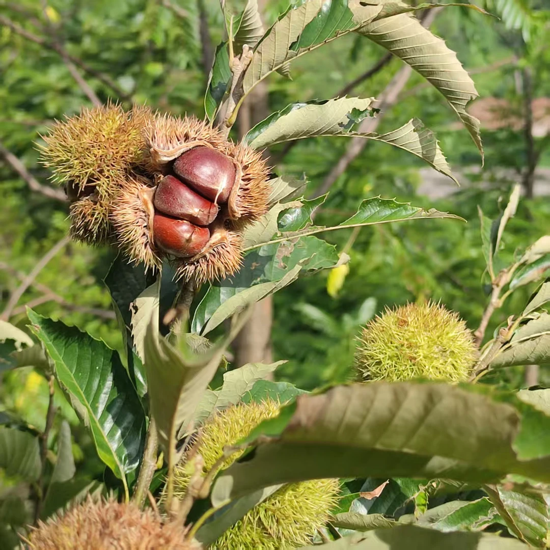 当季新鲜云南高山老树板栗毛栗香甜粉面好剥皮