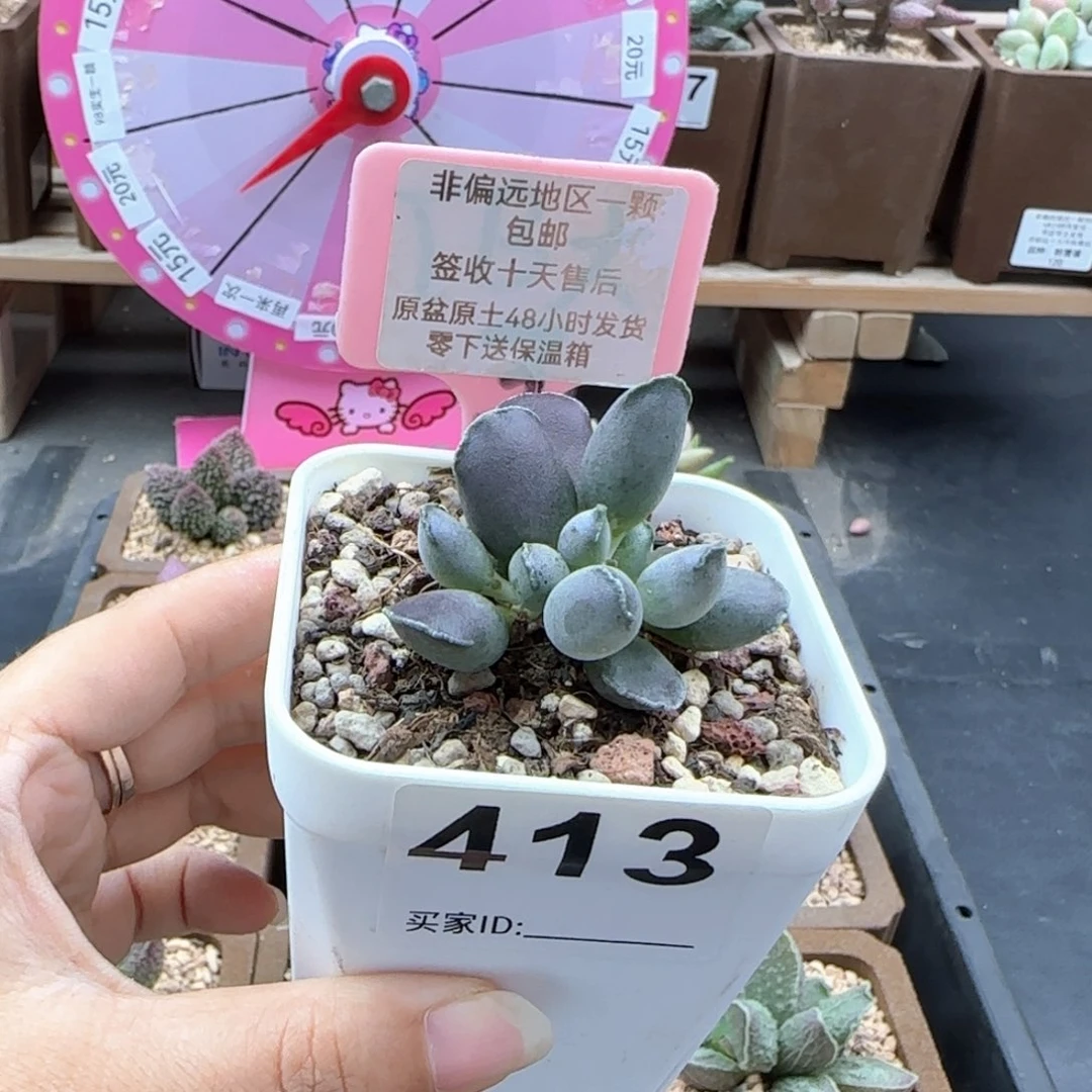 月****包413艺妓海报多肉植物