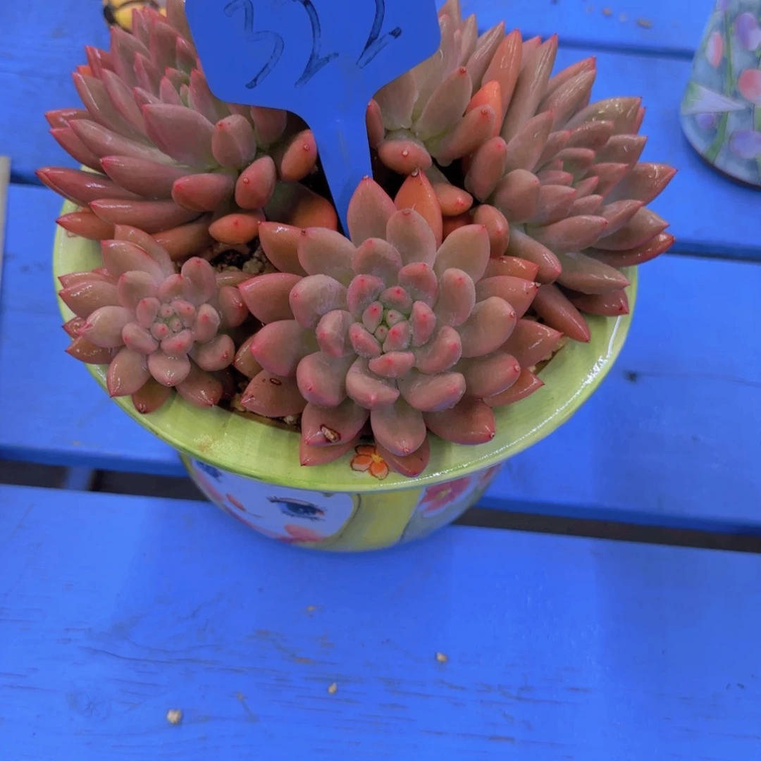 大**潘322多肉植物一物一拍