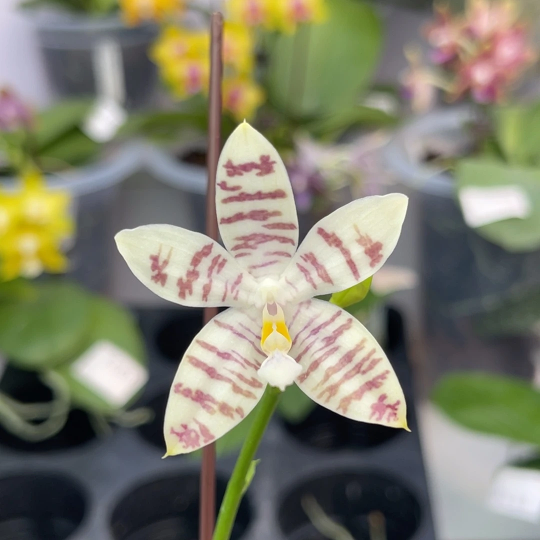 完全开放1213 2.8寸蓝麻雀 一物一拍