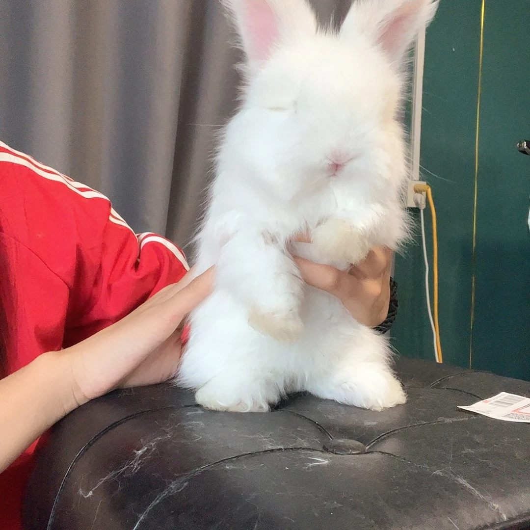 英系安哥拉兔妹妹