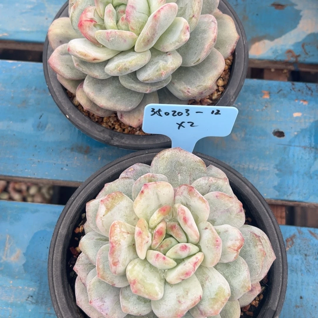 阳****白350203-12石化橙子2