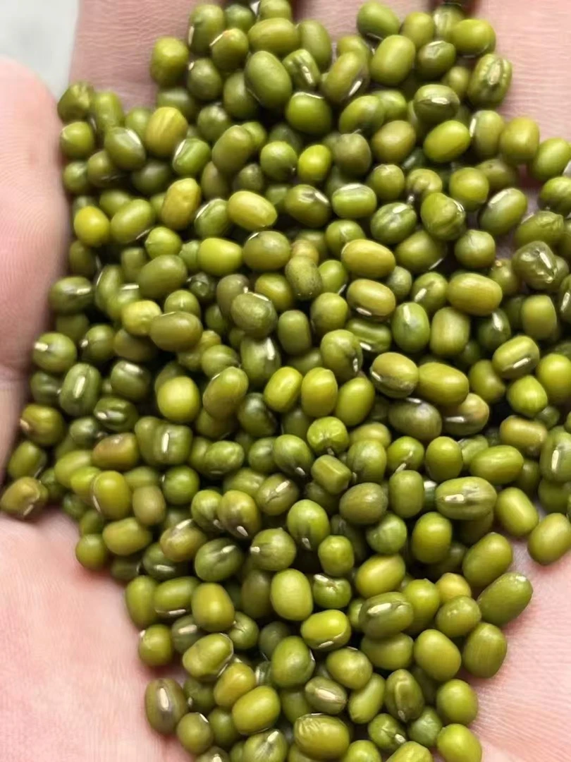 【主播推荐】精选农家大颗粒当季新粮杂粮绿豆大个绿豆农家自留粮