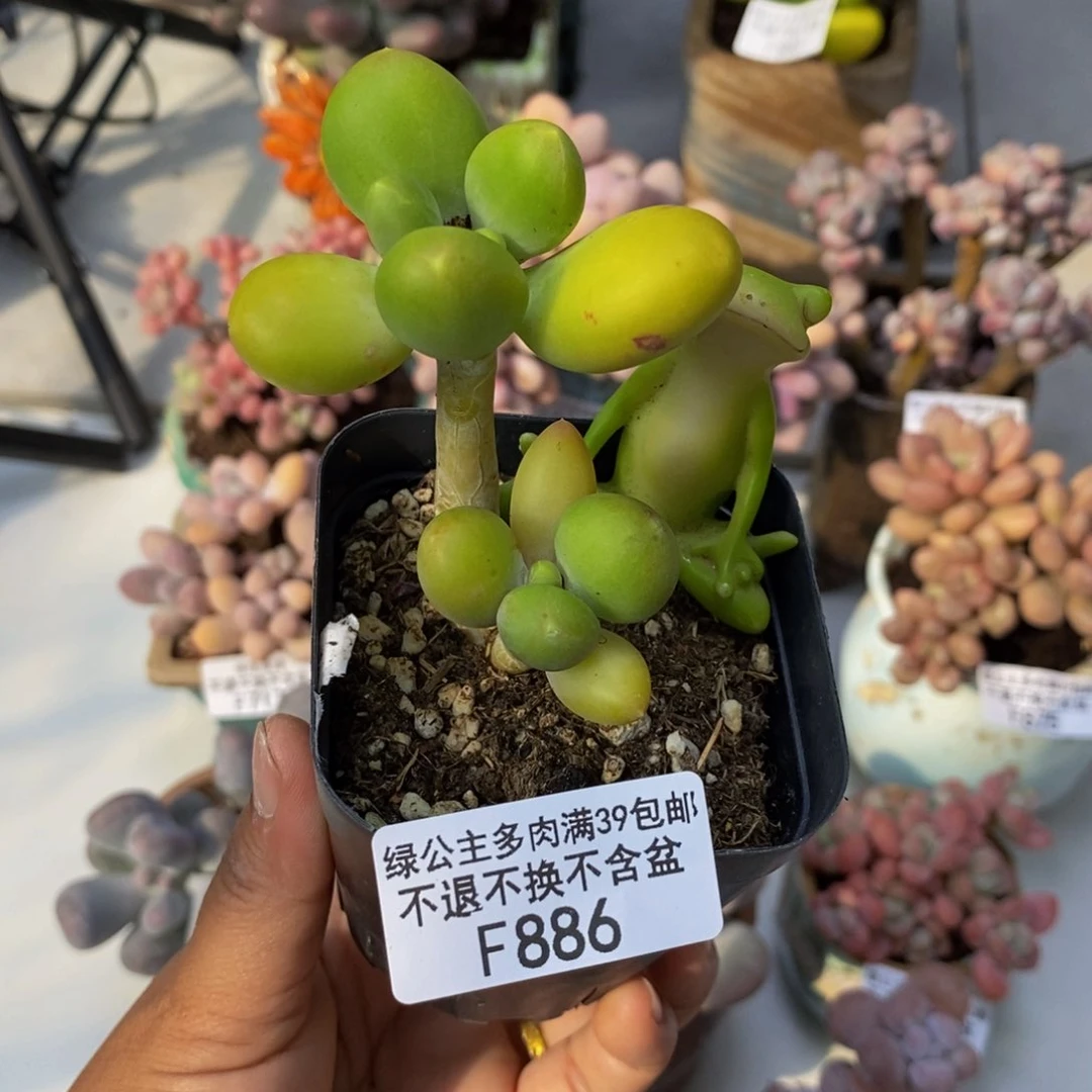 芒果奶886/5多肉