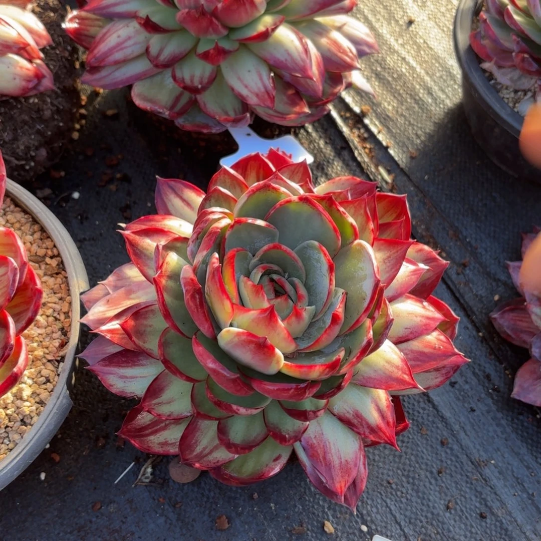 悠***音哈哈哈哈哈哈哈宝贝宝贝