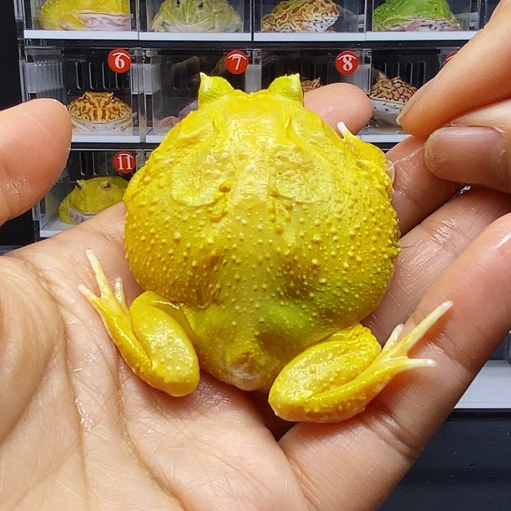 角蛙蛋黄南美角蛙