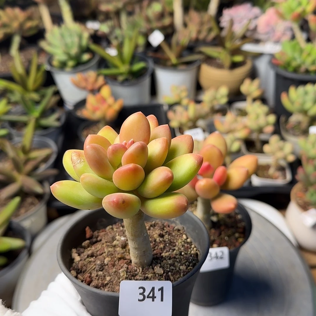 小*皮341号 一物一拍