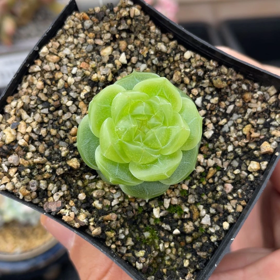 也*0636富贵不带盆啦啦