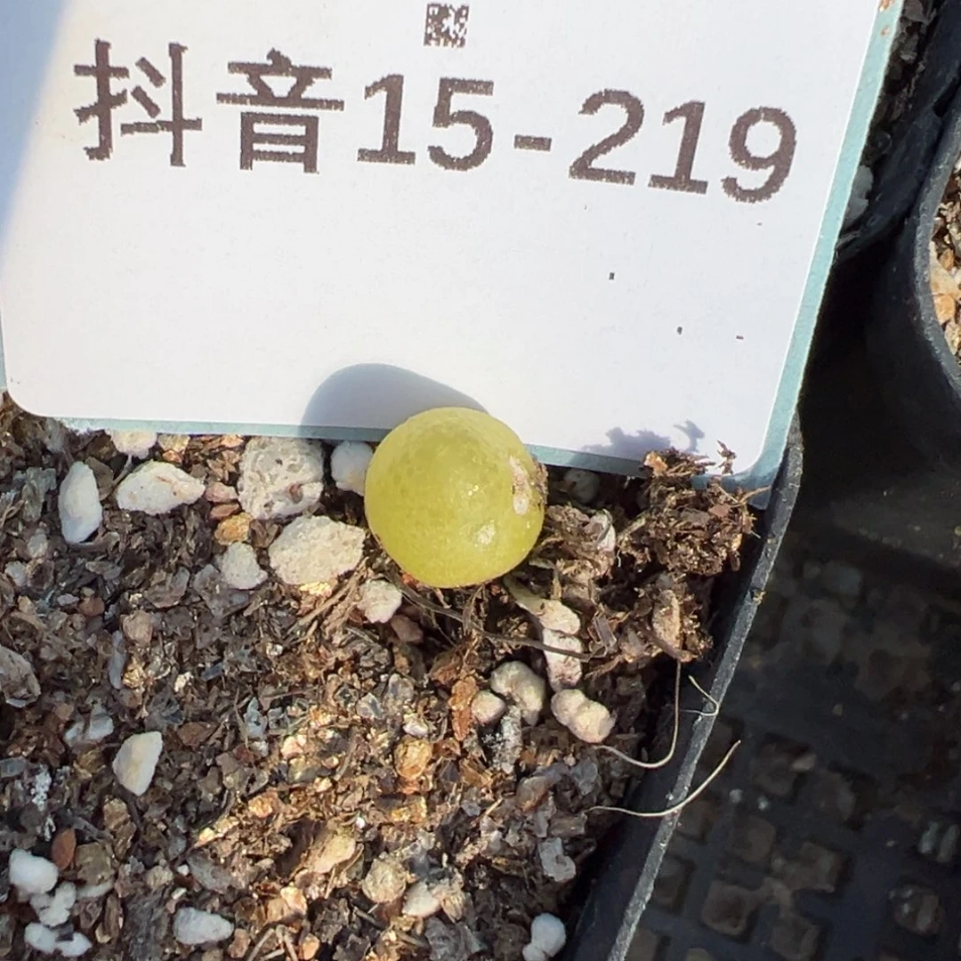 15-219大葫芦肉锥多肉植物