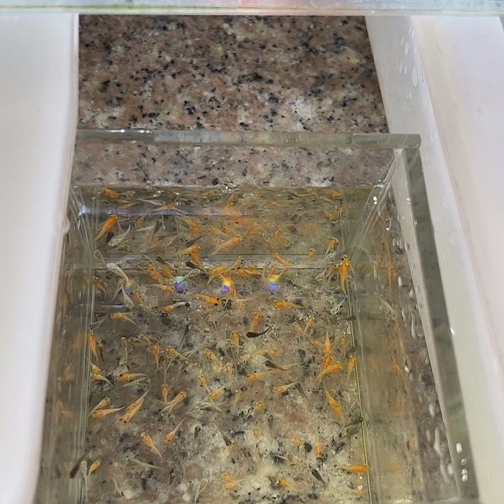 海水鱼淡水玛丽球小苗50条八块是路费打包费苗免费送不包路损