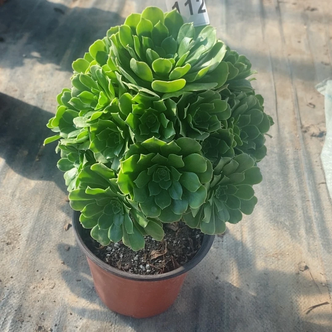 绿玫瑰112炖肉1111