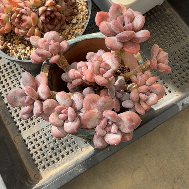 水*寒12厘米左右一物一拍的