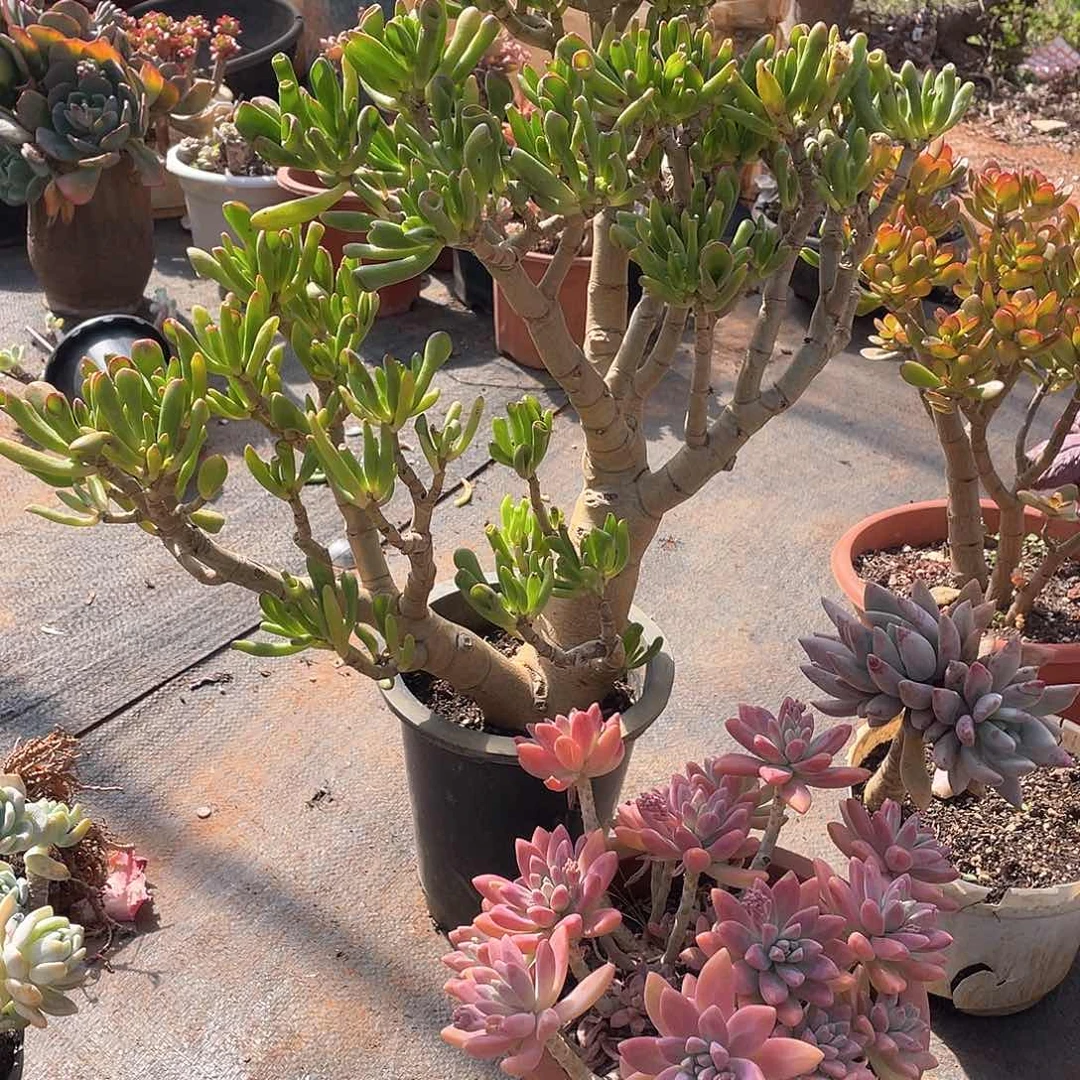 374吸财树 一物一拍多肉